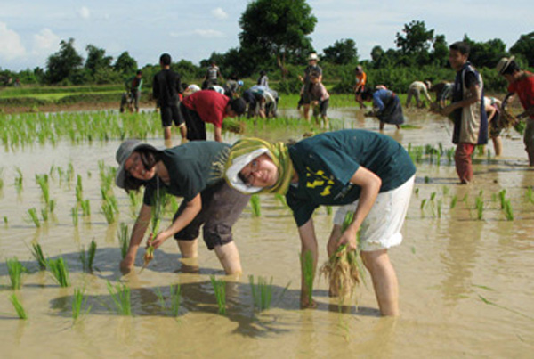 Participants of the Battambang MAGiS08 Experiment plant rice