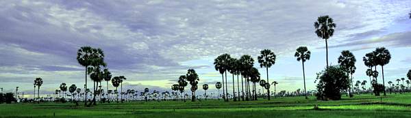 Cambodia landscape