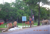 Livestock on the road due to flood