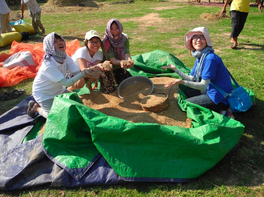 MAGiS Cambodia gathering rice