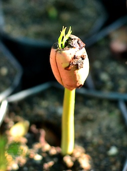 Banteay Prieb tree nursery seedling