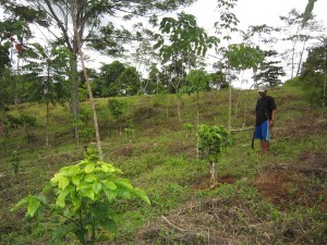 Young adults in indigenous communities explore coffee production in upland northern Mindanao, Philippines.