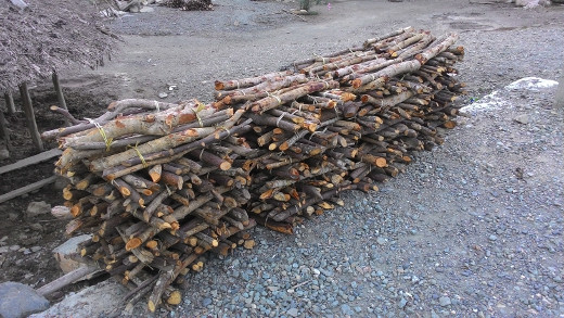 Firewood is a major livelihood in Ulmera