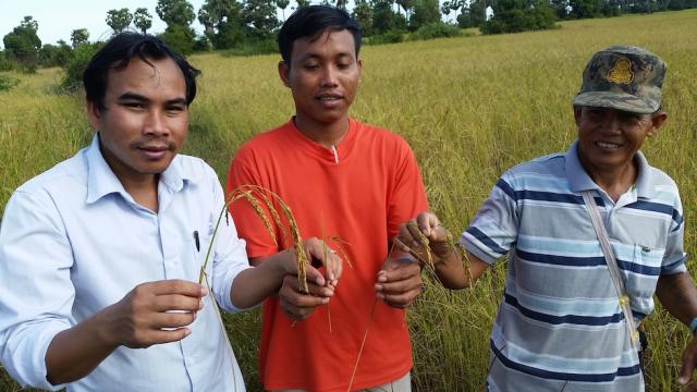 Sophal of the CROAP team; Bonthin, the Youth Leader, and farmer Vibol (with a cap) show the difference in size and quantity of grain on a stalk of rice grown the SRI way and that grown using the previous method.   