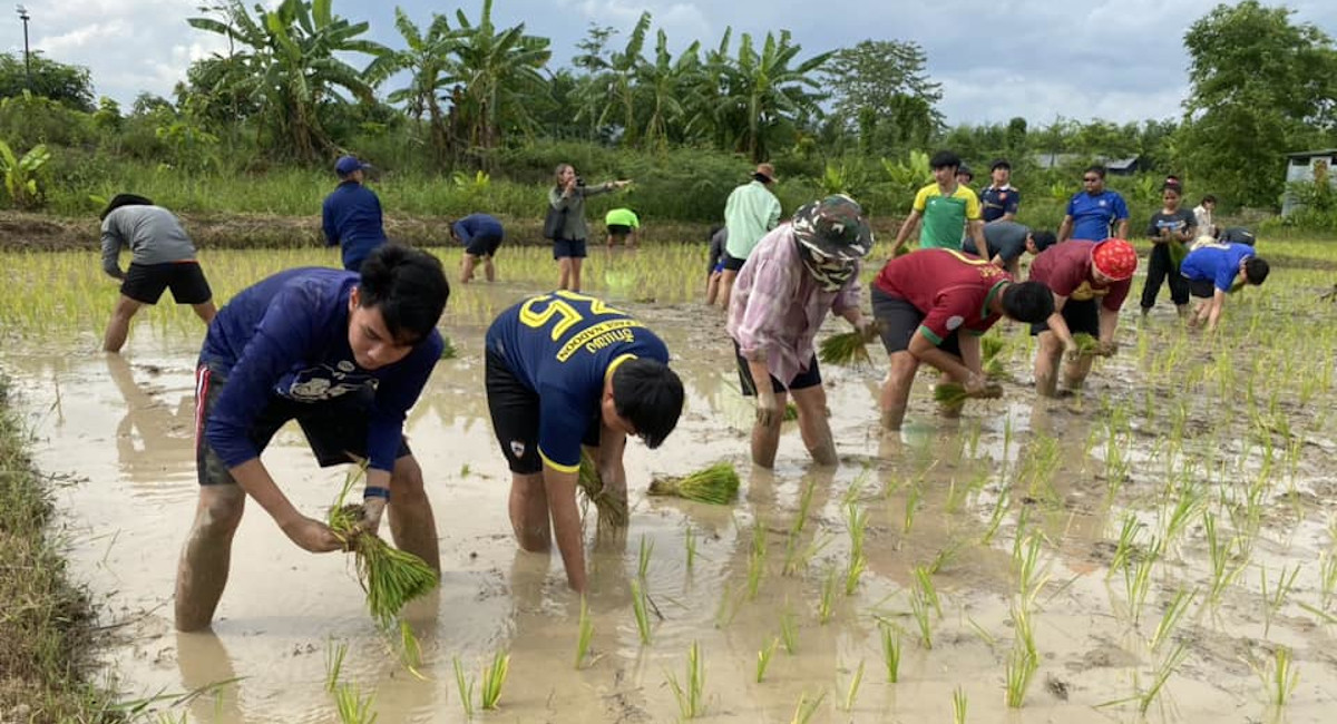 Planting rice, cultivating life