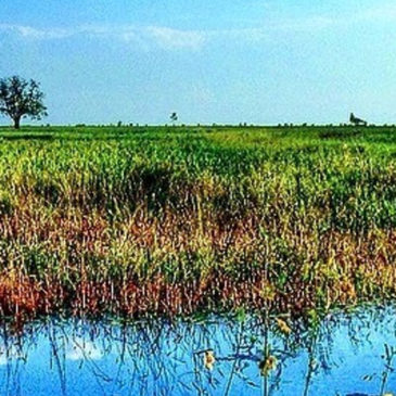 Jesuits in Cambodia respond to Laudato si’