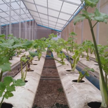 Growing our own food during Covid-19