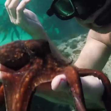 Eight tips for ecological conversion inspired by “My Octopus Teacher”
