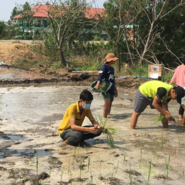 It’s rice planting season in Cambodia