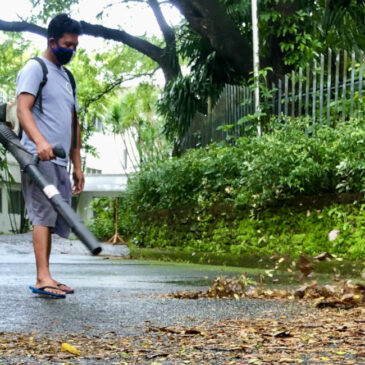 Urban ecology: Why the world can do without leaf blowers